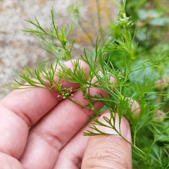 Cyclospermum leptophyllum