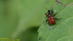 Apoderinae