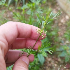 Cyclospermum leptophyllum