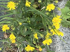 Hieracium umbellatum