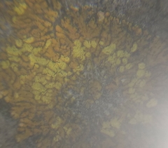 Leproplaca cirrochroa