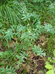 Galium intermedium