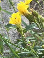 Hieracium umbellatum