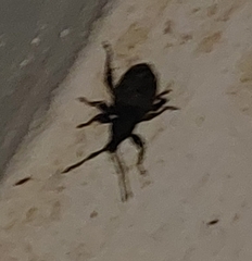 Otiorhynchus sulcatus