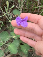 Ruellia occidentalis