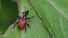 Apoderinae