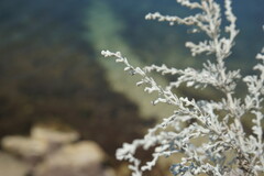 Artemisia lercheana