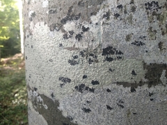 Pertusaria leioplaca