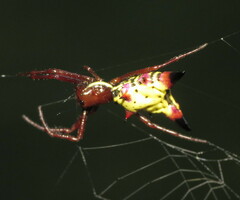 Micrathena sagittata