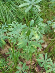 Galium intermedium