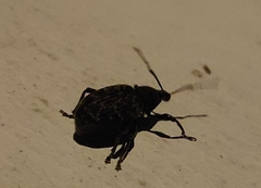 Otiorhynchus sulcatus