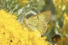 Colias philodice