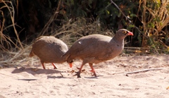 Pternistis adspersus