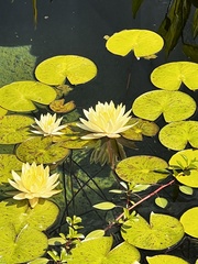 Nymphaea mexicana