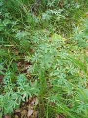 Galium intermedium