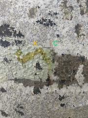 Pertusaria leioplaca