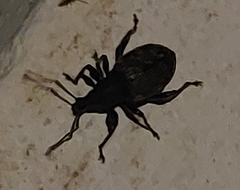 Otiorhynchus sulcatus