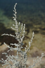 Artemisia lercheana