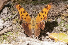 Polygonia comma