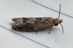 Crocidosema plebejana