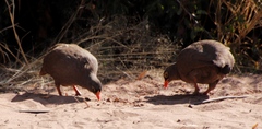 Pternistis adspersus