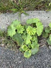 Alchemilla vulgaris