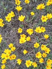 Zephyranthes tubispatha