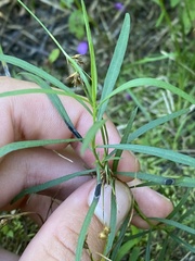 Lysimachia lanceolata