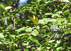 Vireo flavifrons