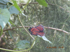 Limenitis archippus floridensis