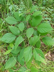 Rubus hirtus