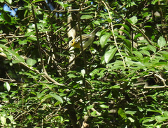 Vireo flavifrons