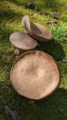 Tylopilus felleus