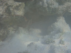 Actinopterygii