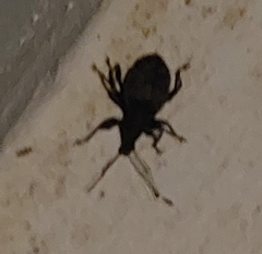 Otiorhynchus sulcatus