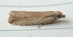Bactra