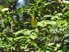 Vireo flavifrons
