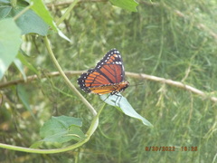 Limenitis archippus floridensis
