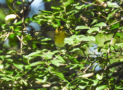 Vireo flavifrons