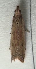 Bactra