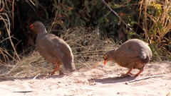 Pternistis adspersus