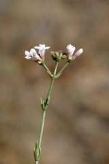 Asperula supina