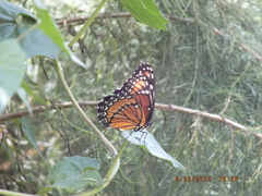 Limenitis archippus floridensis