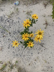 Helianthus decapetalus