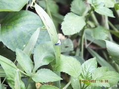 Condylostylus mundus