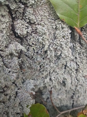 Cladonia parasitica
