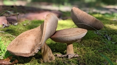 Tylopilus felleus