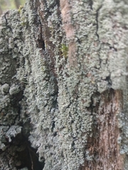 Cladonia parasitica