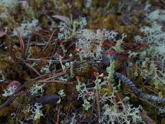Cladonia bellidiflora