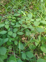 Rubus hirtus